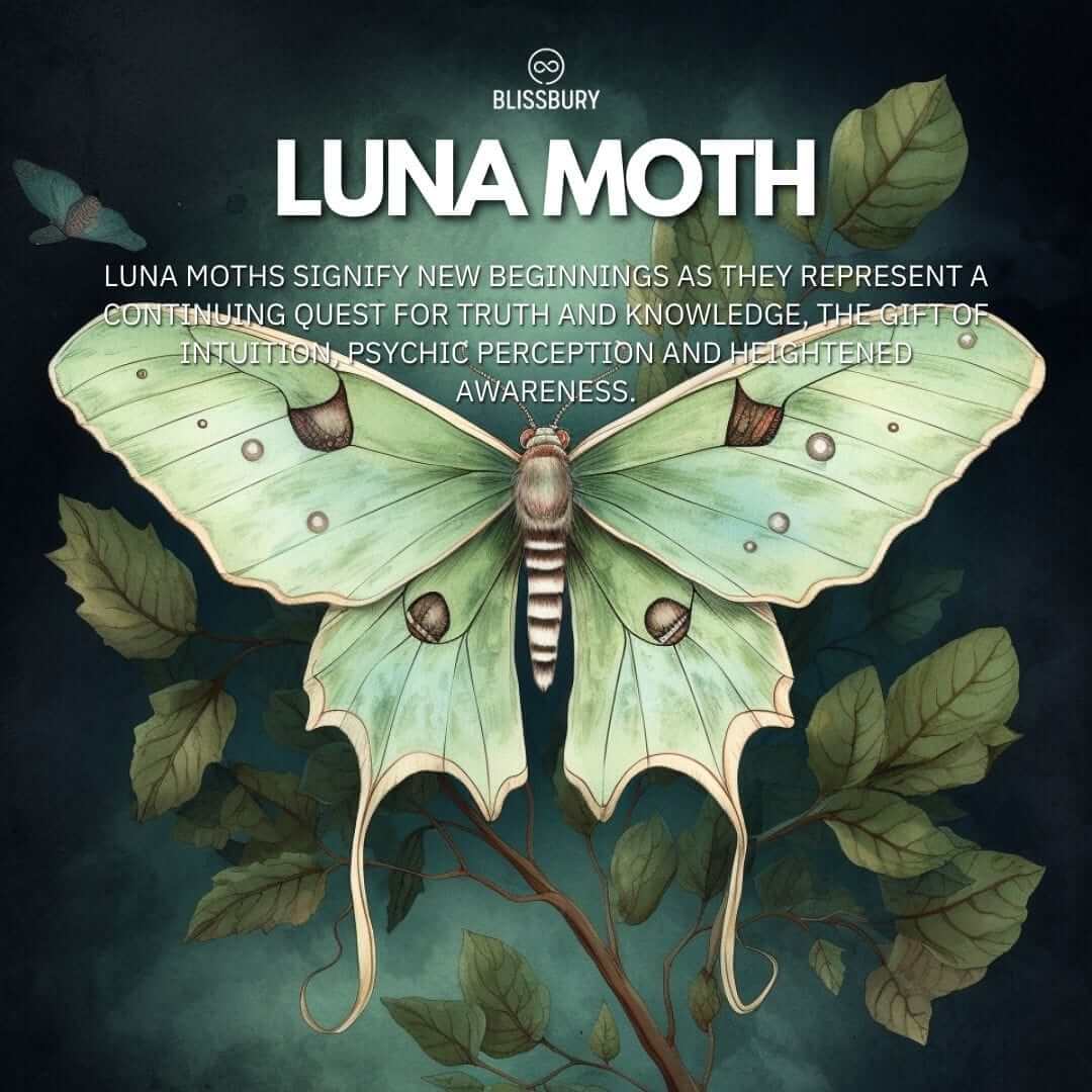 Silver Luna Moth Earrings - Alluring, Mystical, Ethereal - Blissbury